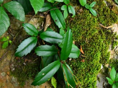 织金洞国家地质公园被子植物（十一）