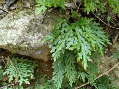 织金洞国家地质公园苔藓植物（四）