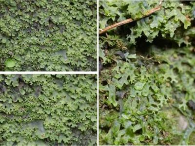 织金洞国家地质公园苔藓植物（二）