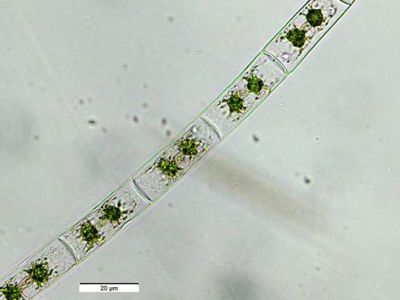织金洞国家地质公园藻类植物（五）