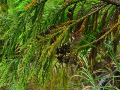 织金洞国家地质公园石松类与蕨类植物（二）