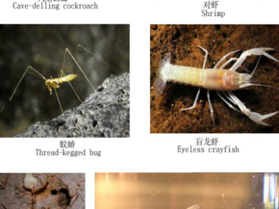 Cave creatures