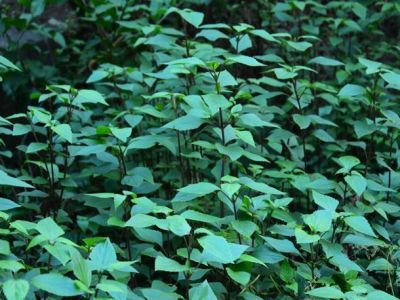 织金洞国家地质公园被子植物（十五）