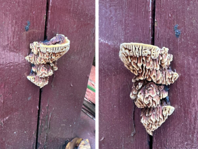 织金洞国家地质公园大型真菌（四）