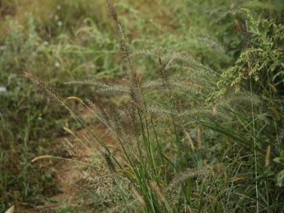 织金洞国家地质公园被子植物（一）