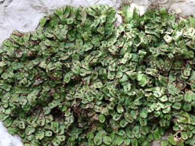 织金洞国家地质公园地衣植物（三）