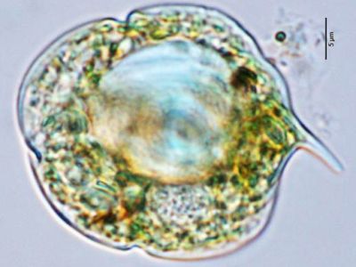 织金洞国家地质公园藻类植物（四）