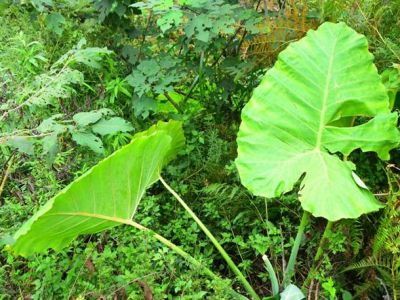 织金洞国家地质公园石松类与蕨类植物（三）