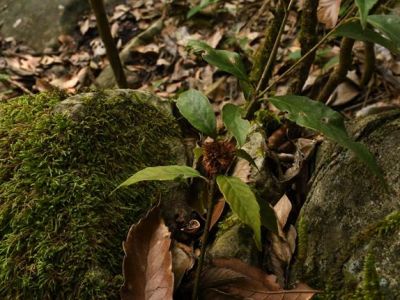 织金洞国家地质公园被子植物（五）