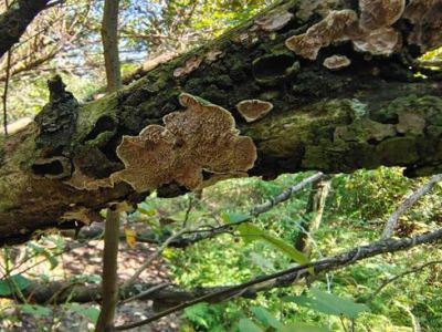 织金洞国家地质公园大型真菌（五）