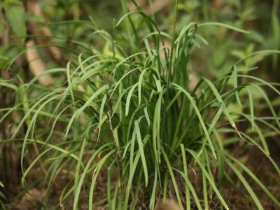 织金洞国家地质公园裸子植物