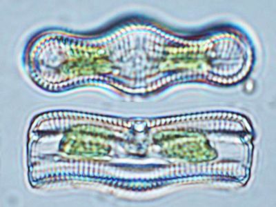 织金洞国家地质公园藻类植物（三）