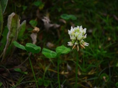 织金洞国家地质公园被子植物（三）