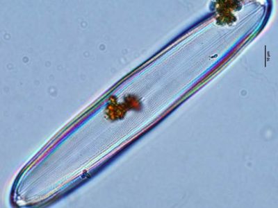 织金洞国家地质公园藻类植物（二）