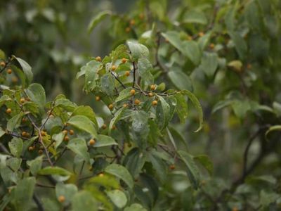 织金洞国家地质公园被子植物（四）