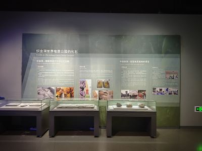 化石资源概览