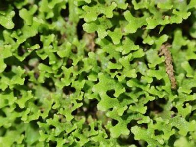 织金洞国家地质公园苔藓植物（一）