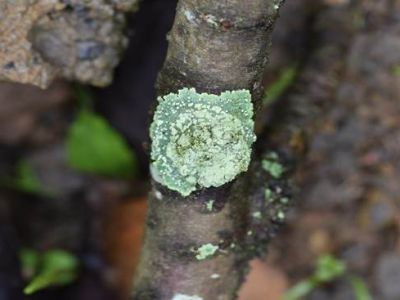 织金洞国家地质公园地衣植物（一）