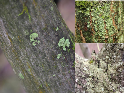 织金洞国家地质公园地衣植物（二）