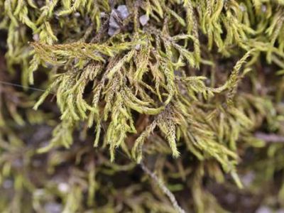 织金洞国家地质公园苔藓植物（三）