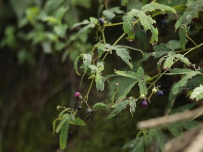 织金洞国家地质公园被子植物（二）