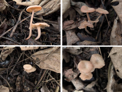 织金洞国家地质公园大型真菌（三）