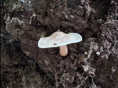 织金洞国家地质公园大型真菌（二）