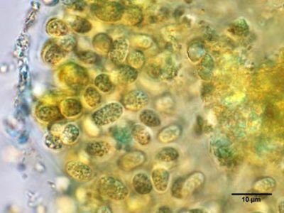 织金洞国家地质公园藻类植物（一）