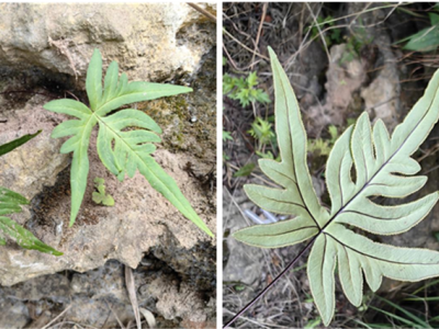 织金洞国家地质公园石松类与蕨类植物（一）