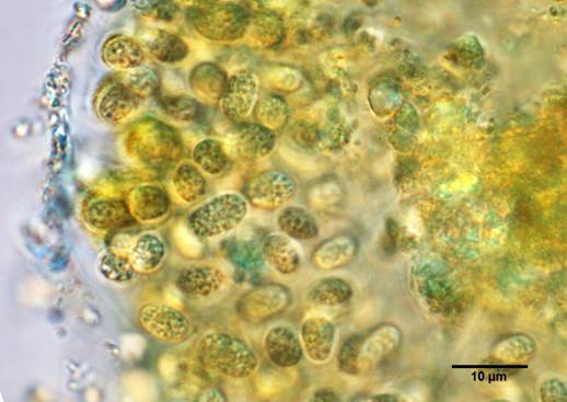1汇合粘杆藻Glocothece  confluens（聚球藻科Synechococcaceae）