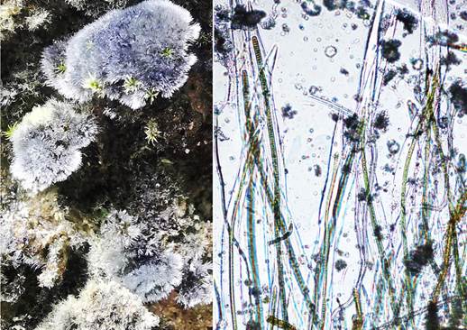 3沙生裂须藻Schizothrix arenaria(裂须藻科Schizotrichaceae）