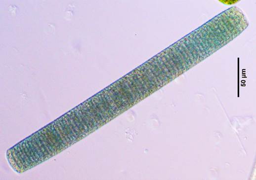 4 巨颤藻Oscillatoria princeps（颤藻科Oscillatoriaceae）