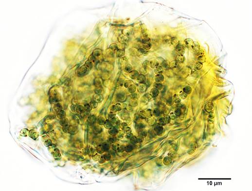 6-2微小念珠藻Nostoc  microscopicum（念珠藻科Nostocaceae）