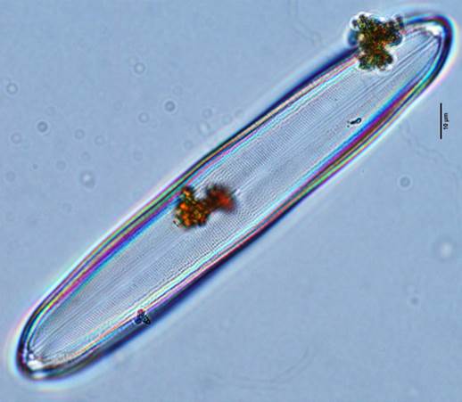 12虹彩长篦藻近波曲变种Neidium  iridis var. subundulatum（舟形藻科Naviculaceae）