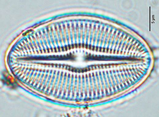 13芬尼双壁藻Diploneis finica（舟形藻科Naviculaceae）