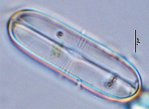 17杆状鞍型藻Sellaphora bacillum（舟形藻科Naviculaceae）