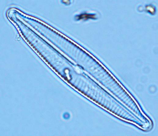19淡绿舟形藻Navicula viridula（舟形藻科Naviculaceae）
