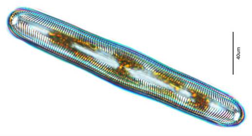 22较大羽纹藻Pinnularia majo（舟形藻科Naviculaceae）