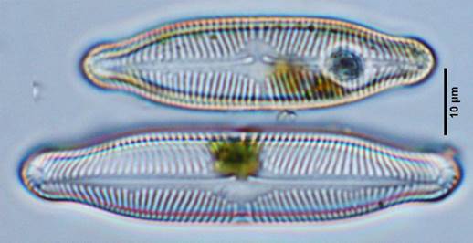 23豆荚羽纹藻小花变种Pinnularia legumen var. florentina（舟形藻科Naviculaceae）