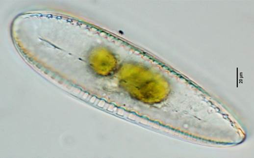 35软双菱藻具脉变种Surirella tenera var. nervosa（双菱藻科Surirellaceae）