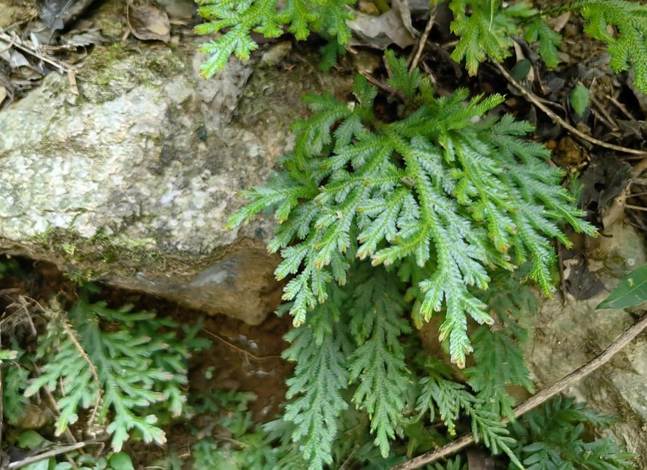2、1卷柏科Selaginellaceae 大叶卷柏Selaginella bodinieri -植株