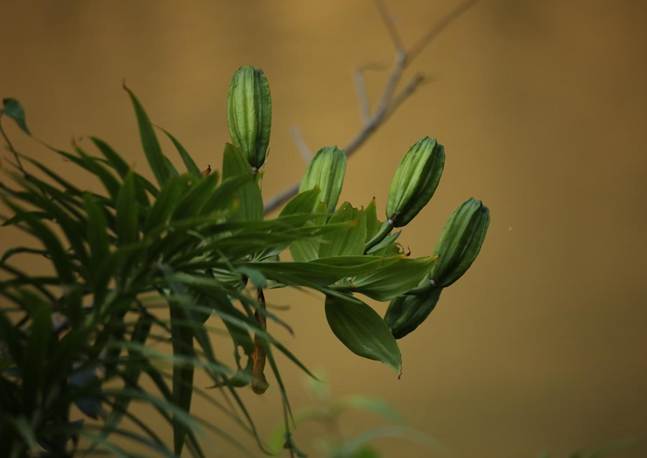 TQQ_淡黄花百合 (2)