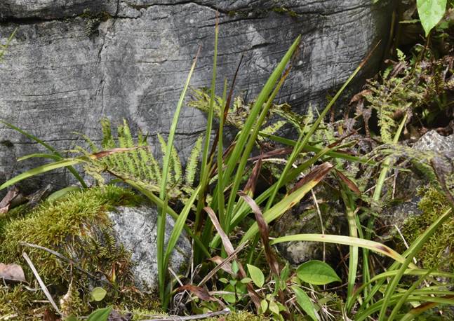 Reineckea carnea吉祥草 -兴义市郑屯镇坡岗村-胡国雄