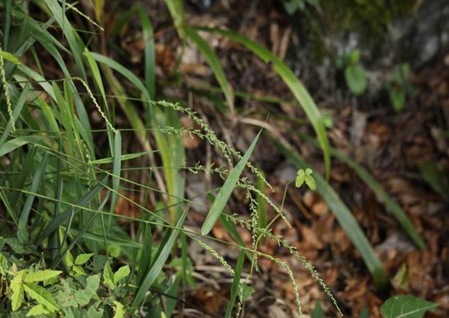 TQQ西南莩草 Setaria forbesiana