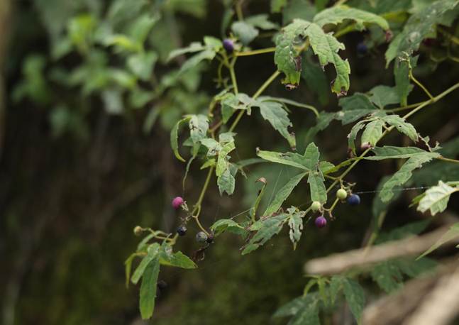 TQQ_三裂蛇葡萄 Ampelopsis delavayana (2)