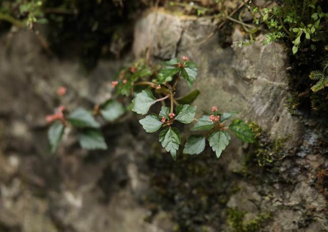 TQQ_山冷水花 Pilea japonica (3)
