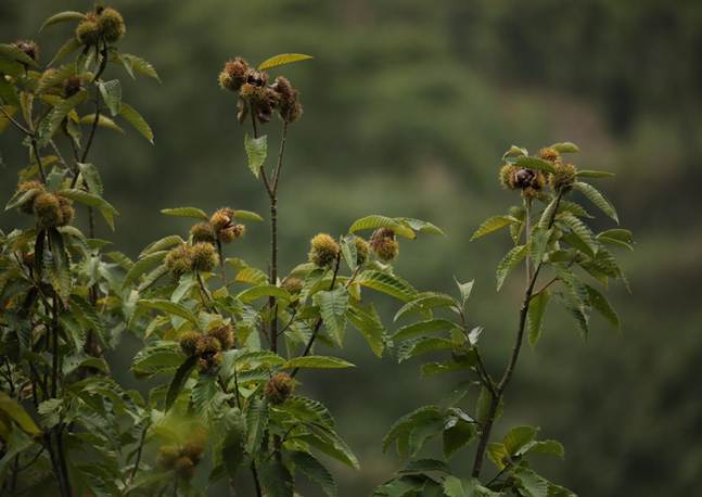 TQQ_栗 Castanea mollissima (1)