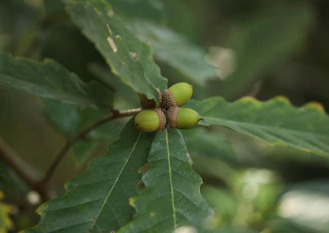TQQ_槲栎 Quercus aliena (1)