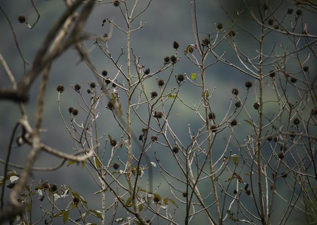 TQQ_化香树JPG (1)