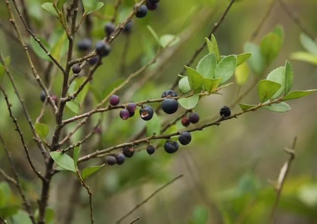 TQQ_铁仔 Myrsine africana (1)